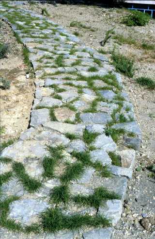 Kyperounta, the garden of the Museum of the Holy Cross. Completed stone path, 1994.
